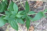 Saponaria officinalis