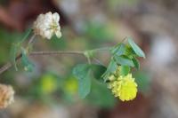 Trifolium campestre