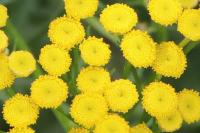 Tanacetum vulgare