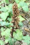 Orobanche hederae