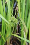 Sparganium erectum