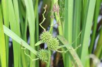 Sparganium erectum