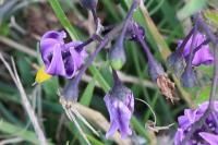 Solanum dulcamara