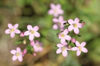 Centaurium erythraea