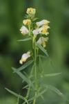 Linaria vulgaris