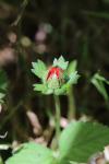 Potentilla indica