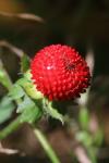 Potentilla indica