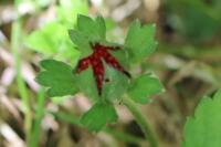 Potentilla indica