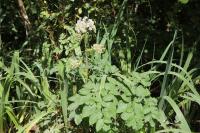 Angelica sylvestris