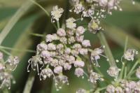 Angelica sylvestris