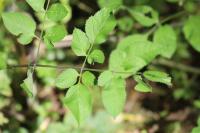 Angelica sylvestris