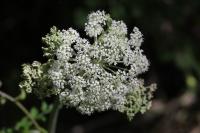Angelica sylvestris