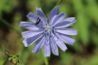 Cichorium intybus