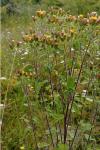 Inula conyzae
