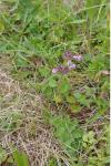 Clinopodium vulgare