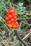 Arum maculatum