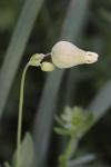 Silene vulgaris
