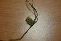 Carex vesicaria