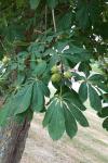 Aesculus hippocastanum