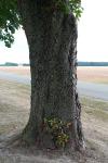 Aesculus hippocastanum