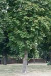 Aesculus hippocastanum