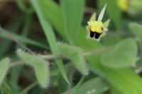 Kickxia spuria