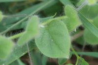 Kickxia spuria