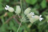 Silene vulgaris