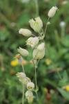 Silene vulgaris
