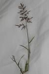 Eragrostis minor