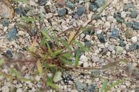 Eragrostis minor