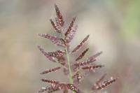 Eragrostis minor
