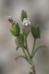 Chaenorrhinum minus