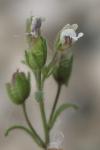 Chaenorrhinum minus