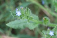 Lycopsis arvensis