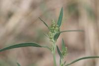 Atriplex patula