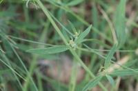 Atriplex patula