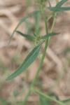 Atriplex patula