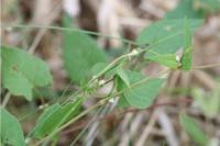 Fallopia convolvulus