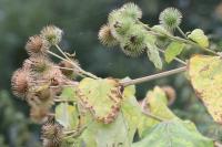 Arctium lappa