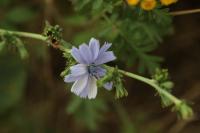 Cichorium intybus