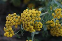 Tanacetum vulgare
