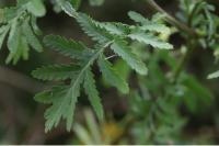 Tanacetum vulgare