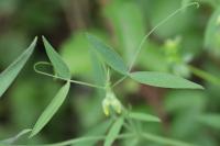 Lathyrus pratensis
