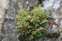 Asplenium ruta-muraria