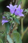 Campanula trachelium
