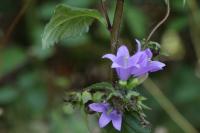 Campanula trachelium