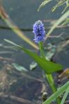 Pontederia cordata