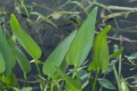 Pontederia cordata