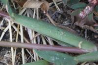 Digitaria sanguinalis